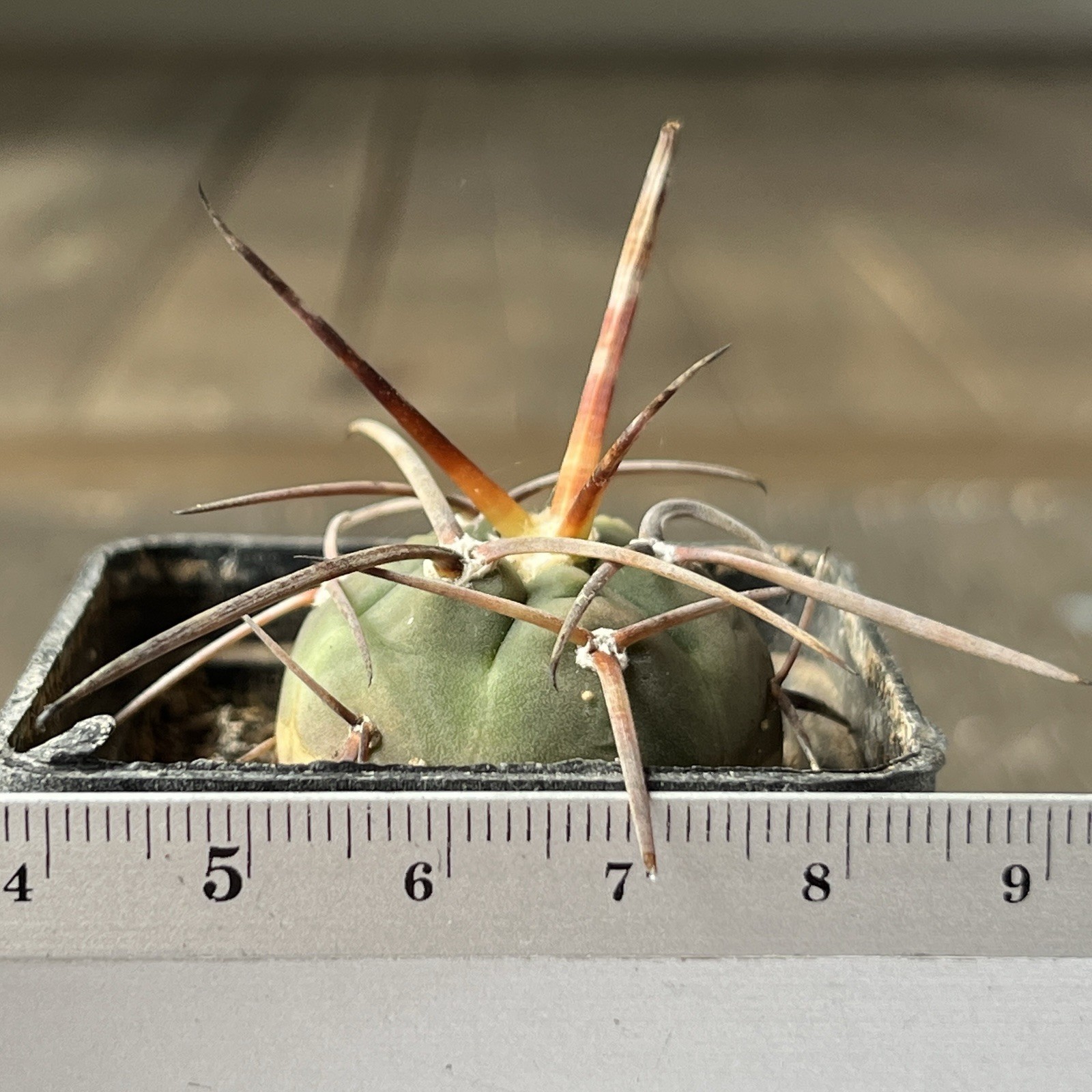 A12-212.G.armatum, MS375, El Paichu, Tarija, Bolivia, own root