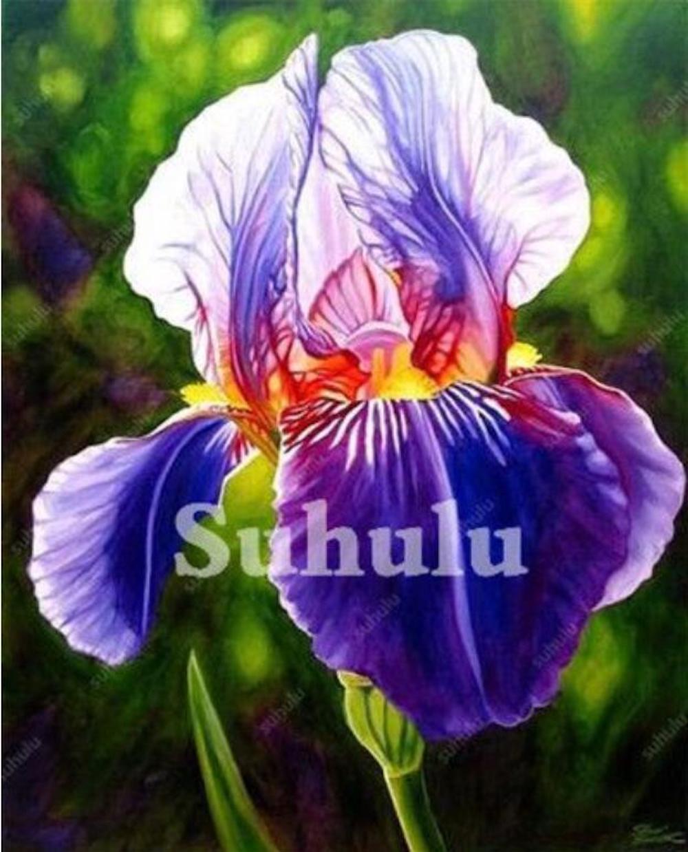(10) IRIS SEEDS rare exotic flower home blossom garden plant USA SELLER W/TRACK