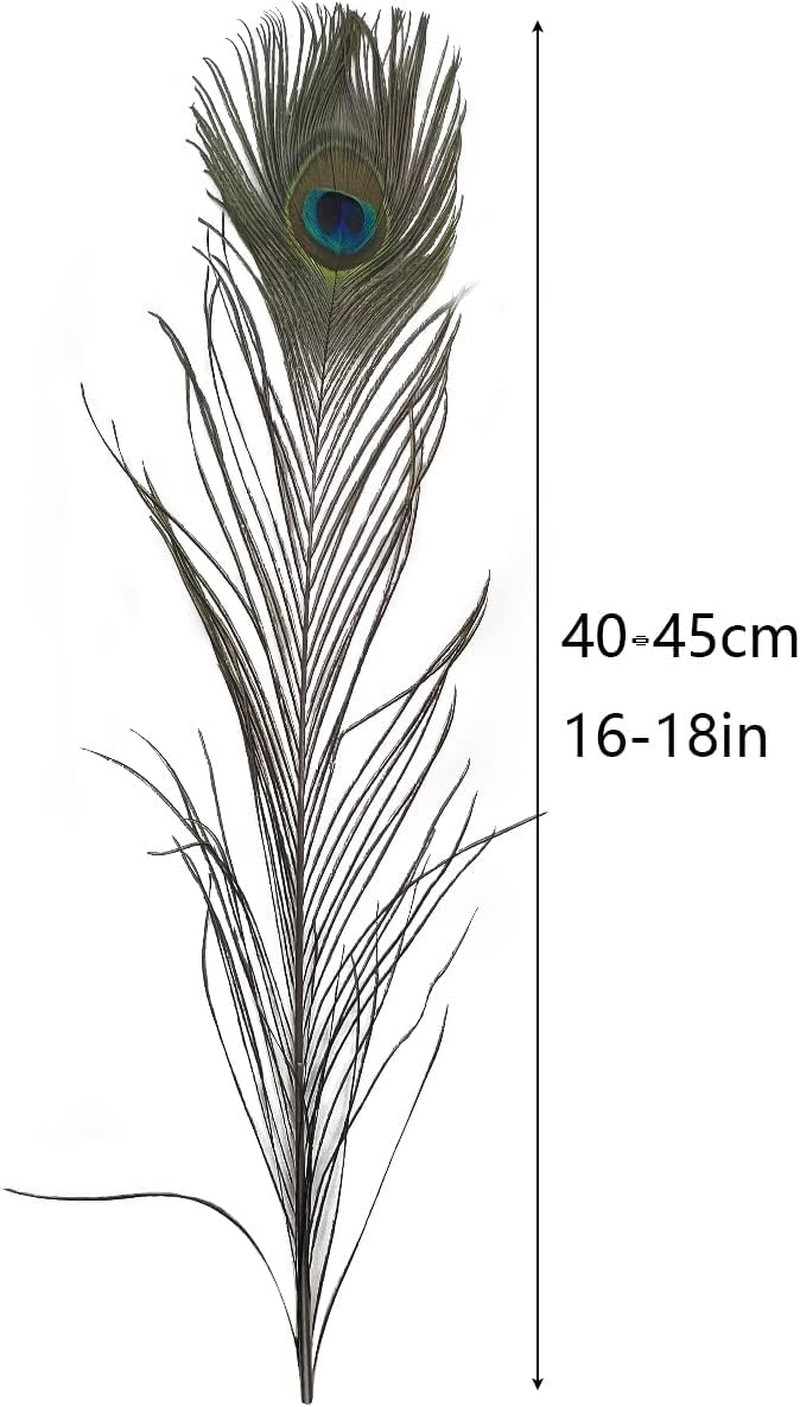 Natural Peacock Feathers 16-18Inch for Home Decor Flower Arrangement Centerpiece
