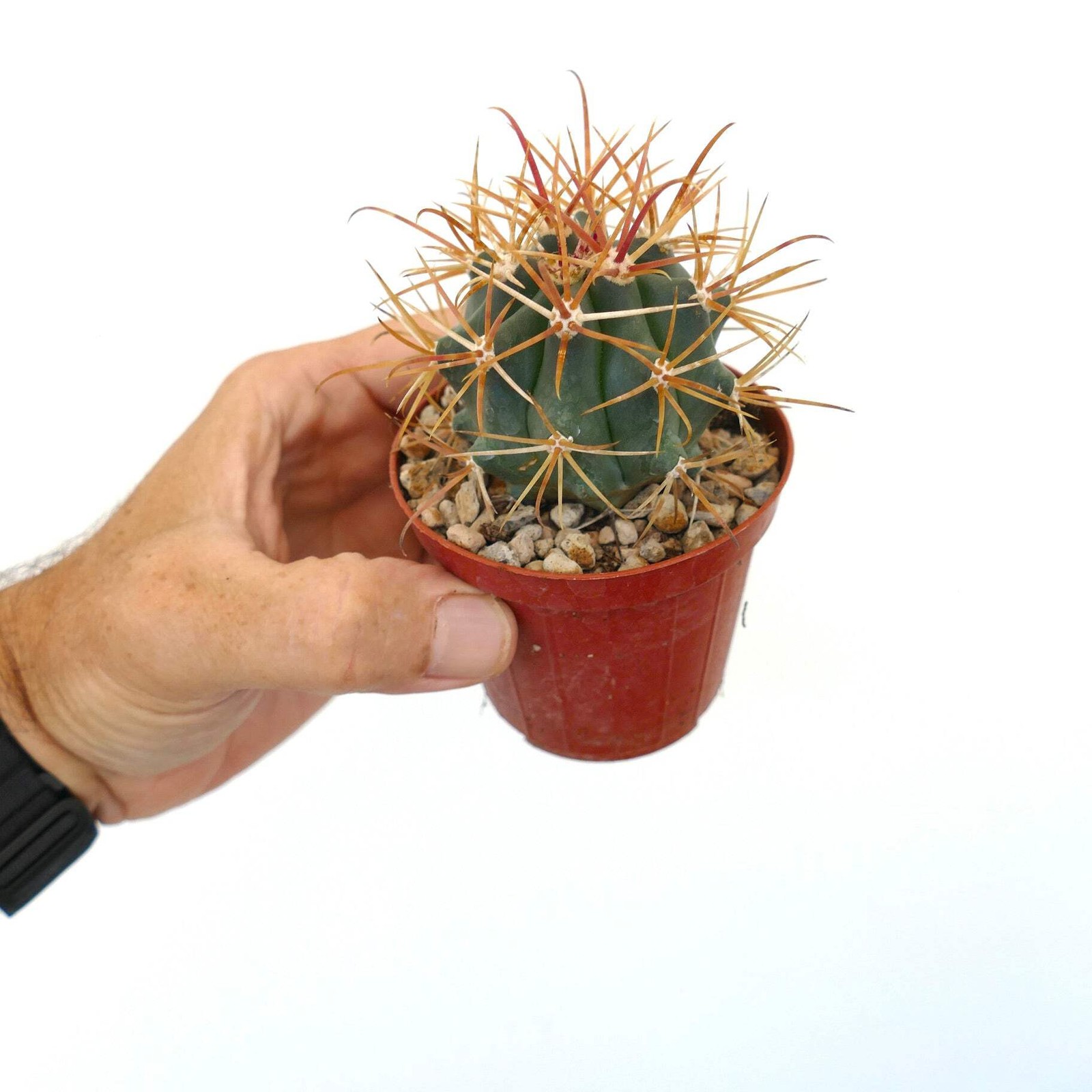 Ferocactus chrysacanthus 0001 ORANGE SPINES – Ferocactus | Barrel cactus