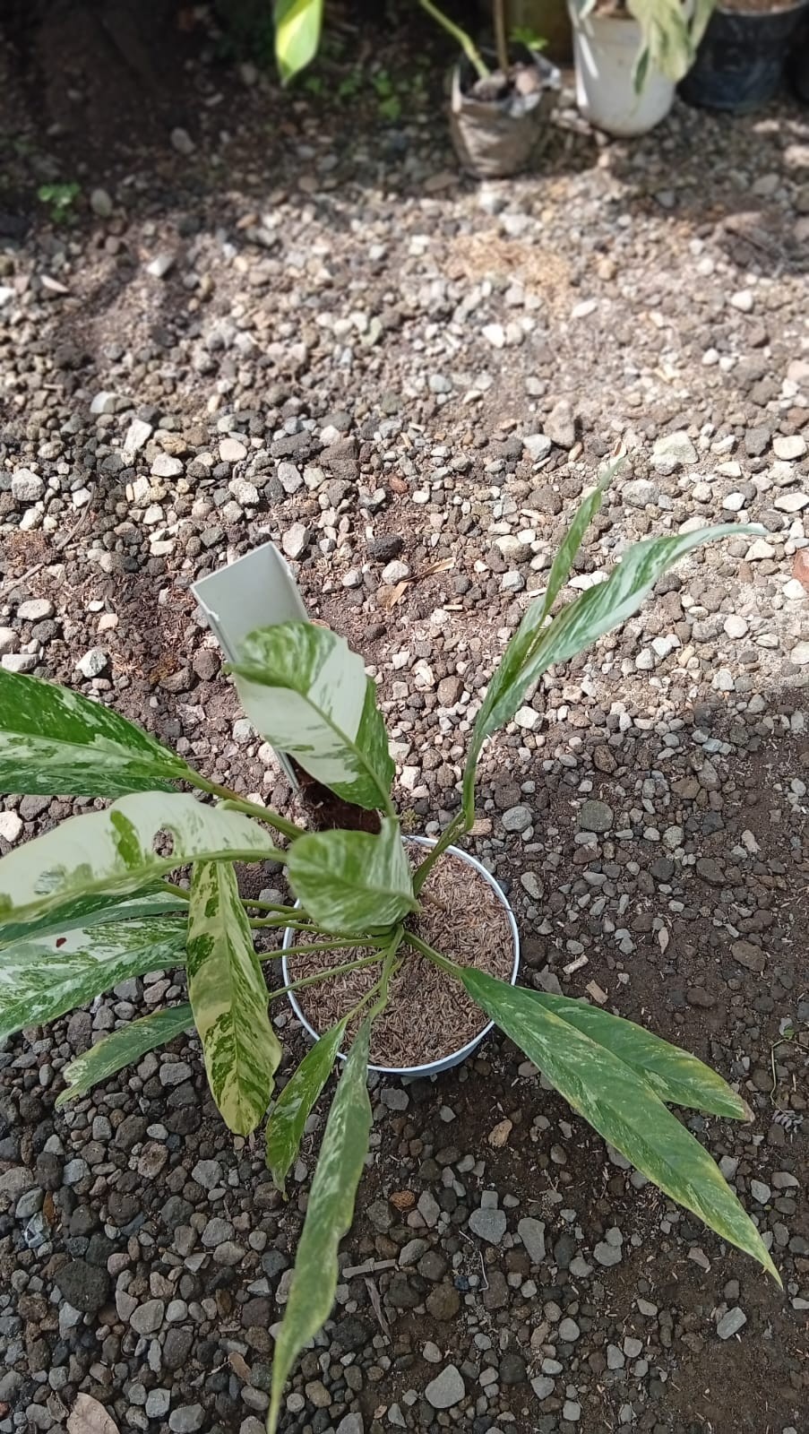 Real Picture Rhaphidophora Megasperma Variegated Medium Size