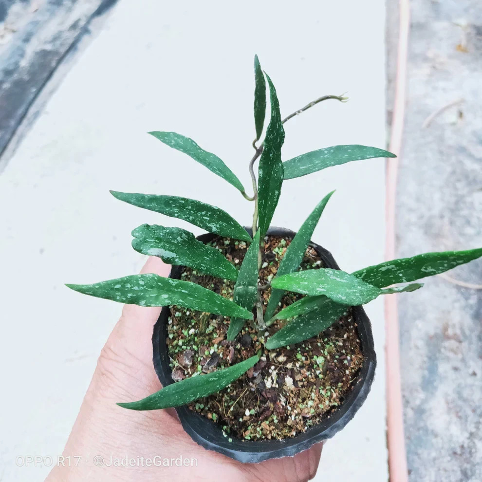 Hoya Mirabilis Rare Plant