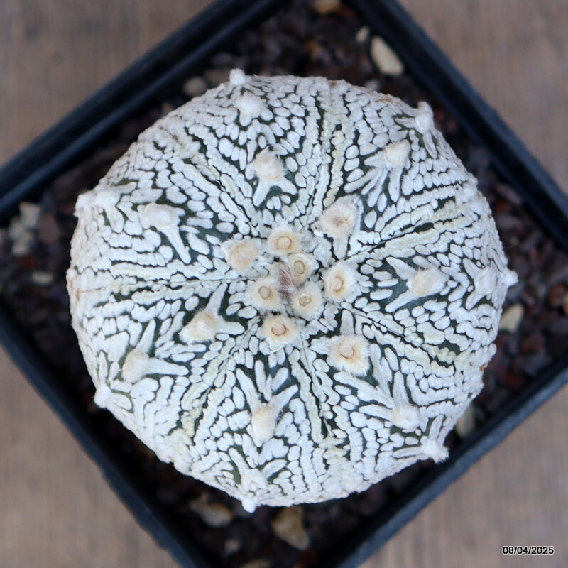 A6920 ASTROPHYTUM SUPER KABUTO V TYPE GRAFT pot10-H12-W7 cm MaMa Cactus