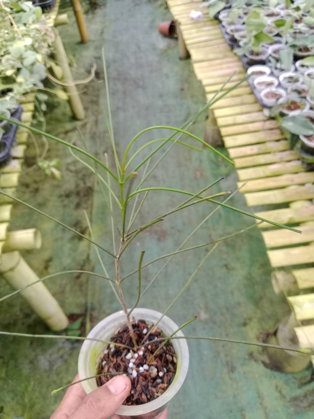 Hoya Biruensis Real Picture Rare