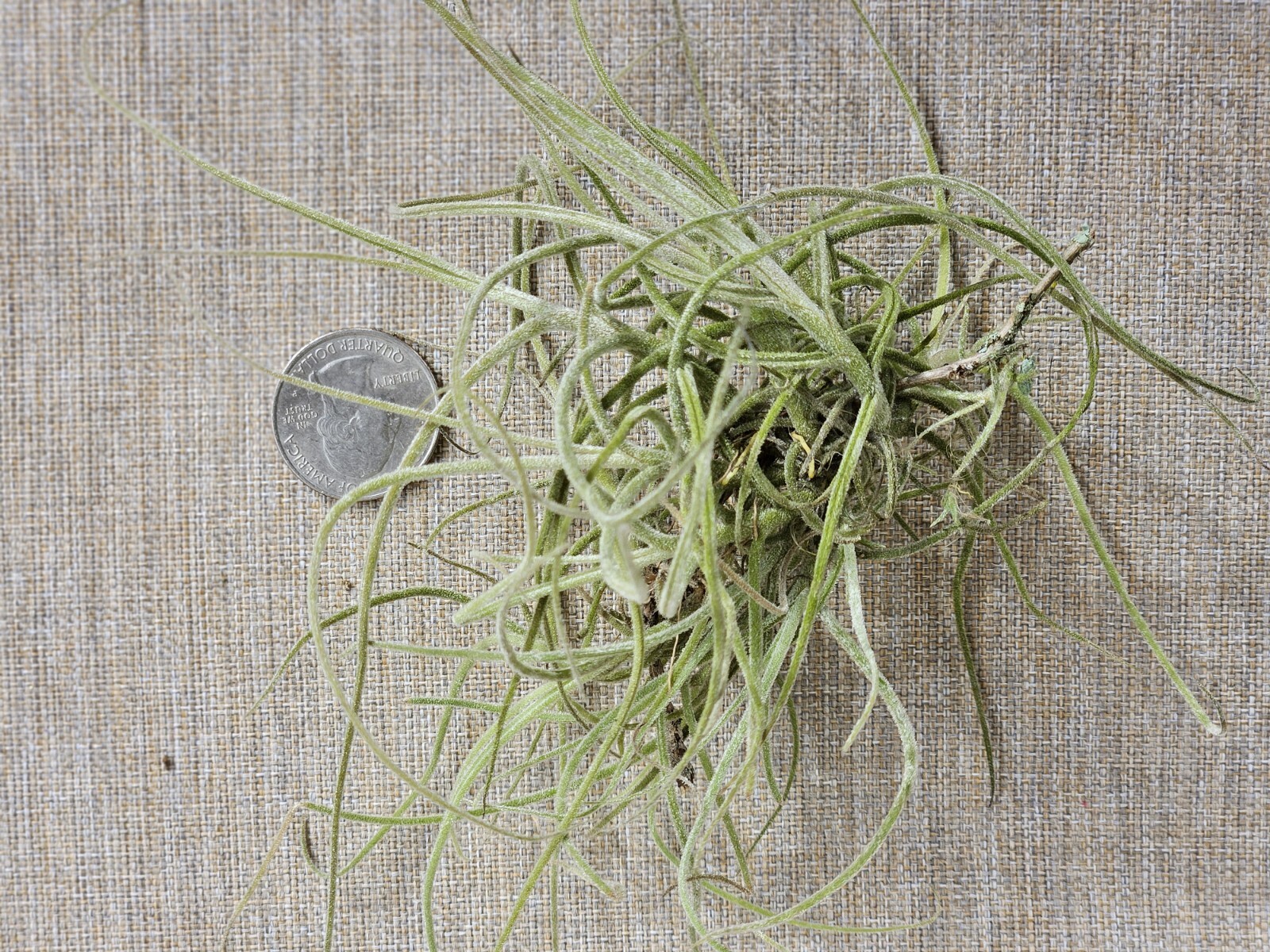 Fresh Florida Live Moss Ball – Natural Air Plant, Floral, Crafts
