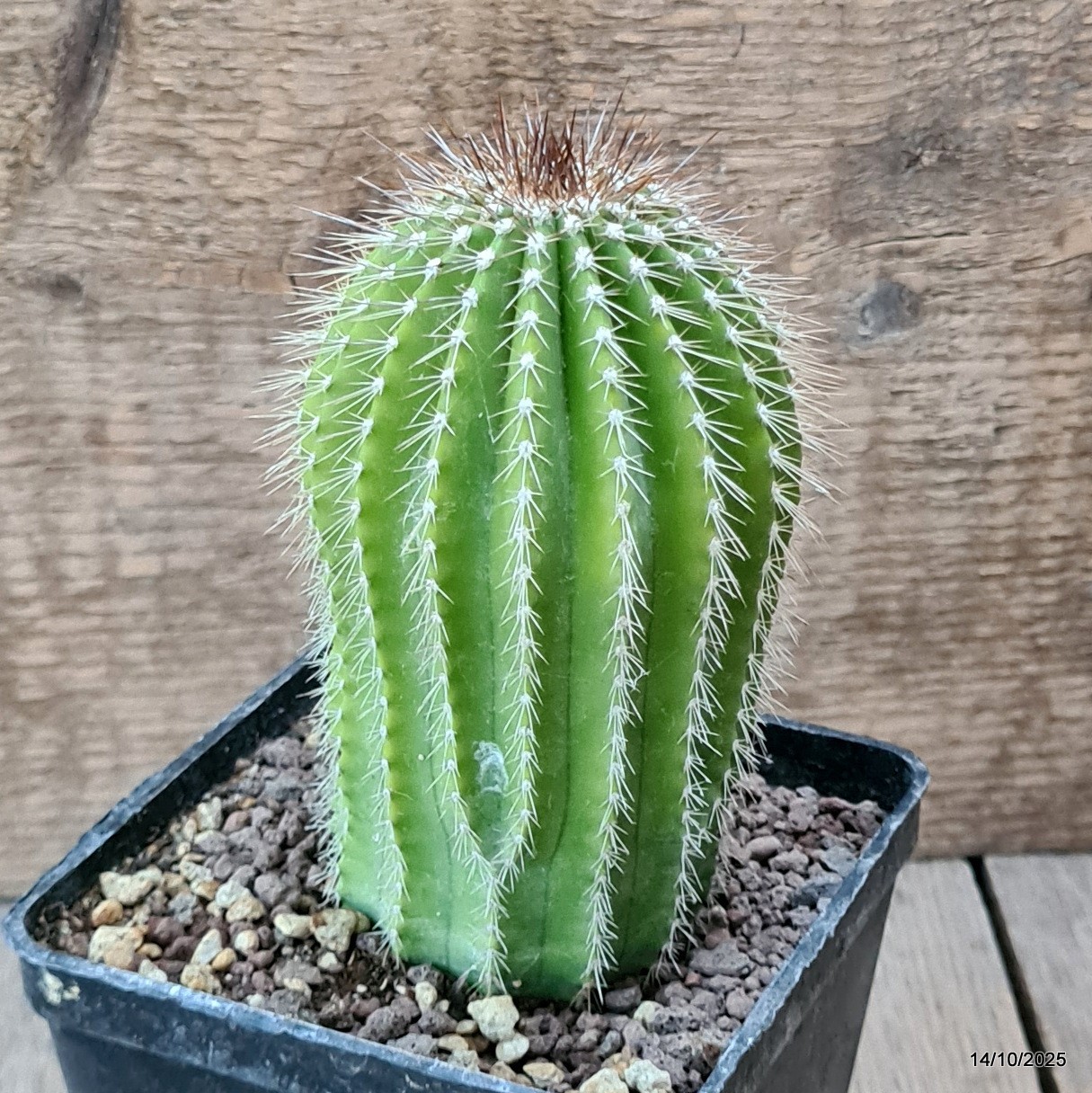 D6984 NEOBUXBAUMIA POLYLOPHA pot10-H13-W7 cm MaMa Cactus