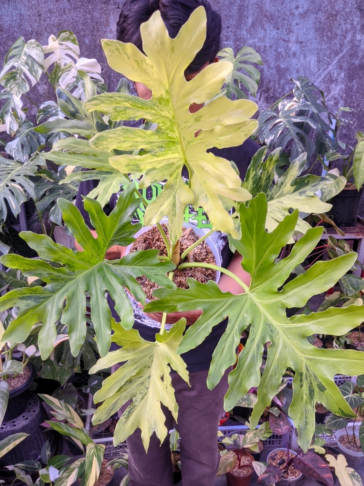 Thaumatopillum Dragon Fire Variegated Large Size Real Picture