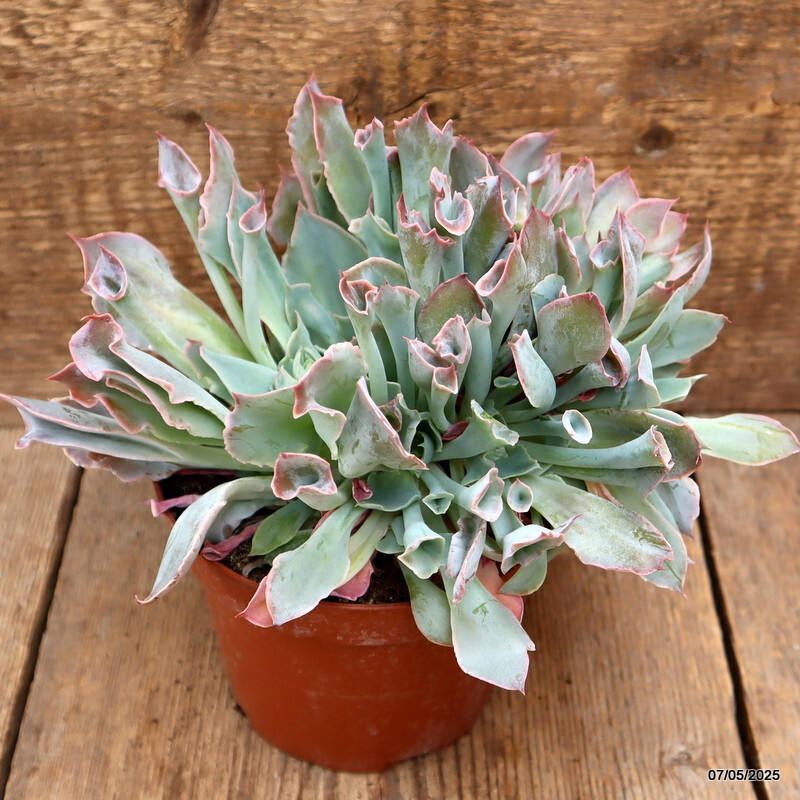 D3951 ECHEVERIA TRUMPET PINKY pot14-H15-W23 cm MaMa Cactus