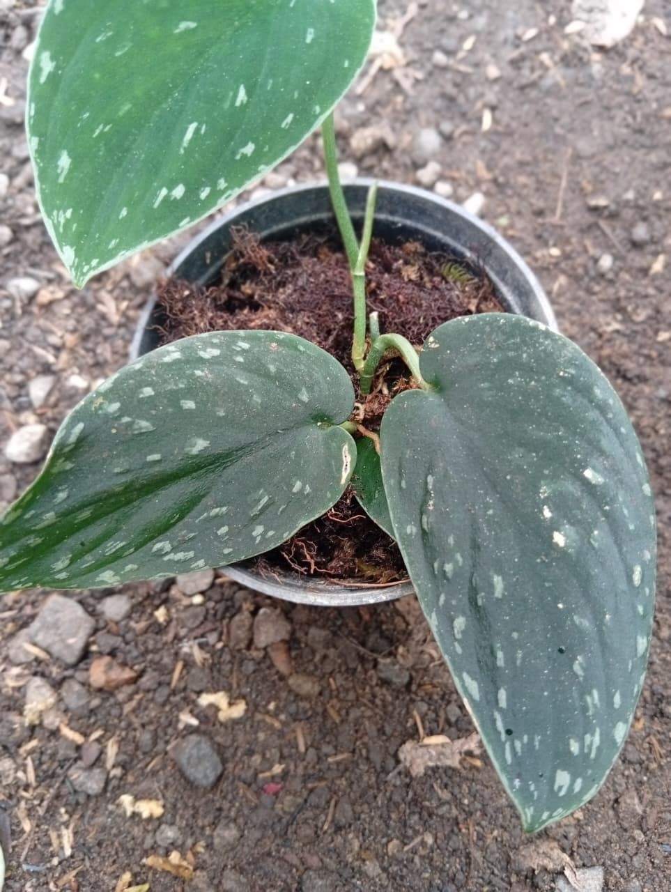 Real Picture Scindapsus Silver Dark Form Rare Plant