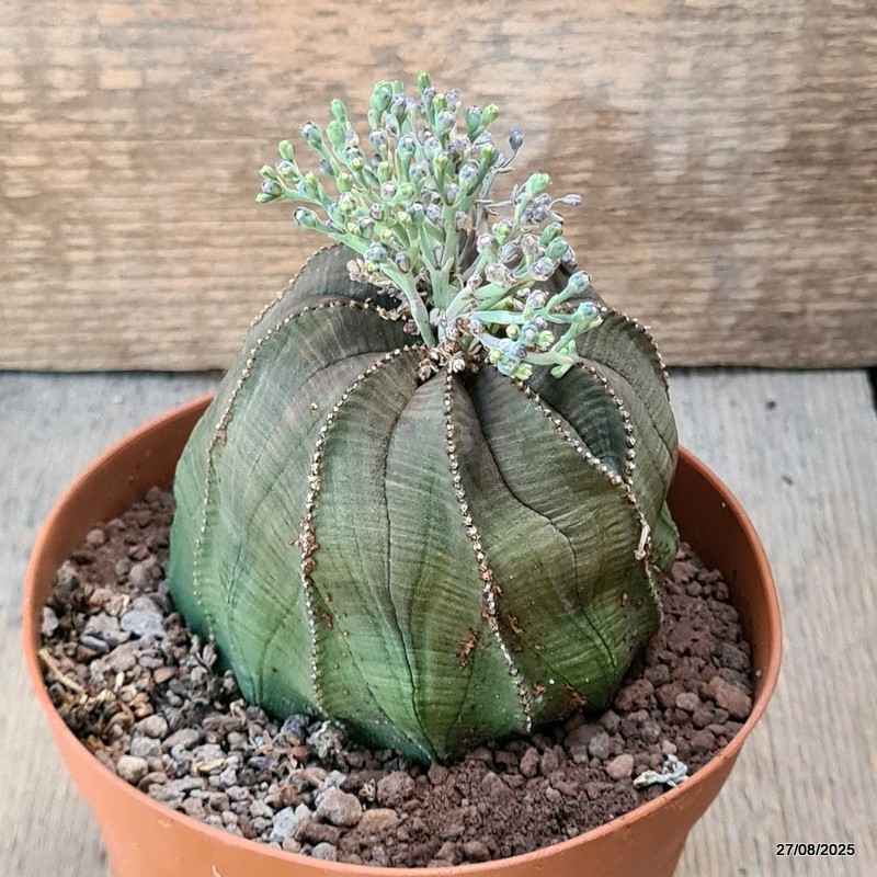 D6228 EUPHORBIA OBESA MONSTER pot12-H8-W9 cm MaMa Cactus