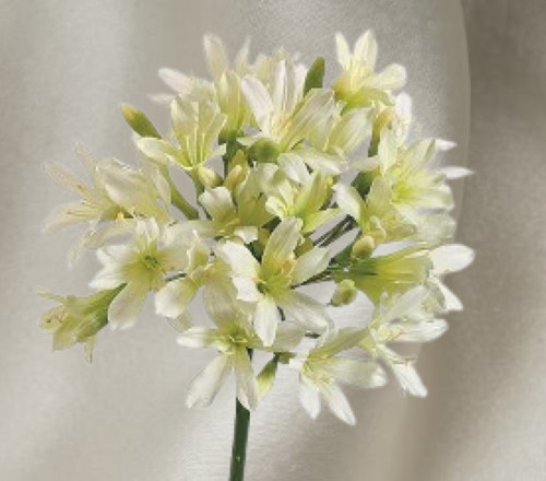 Artificial agapanthus stem CREAM
