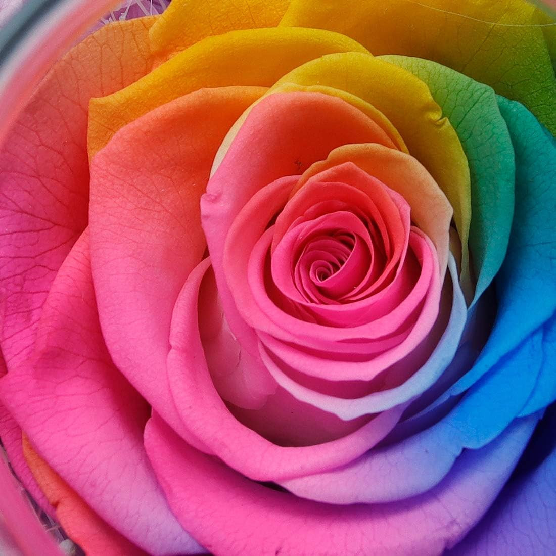Preserved Real Roses with Colorful Mood Light Wishing Bottle,Eternal Rose，Never
