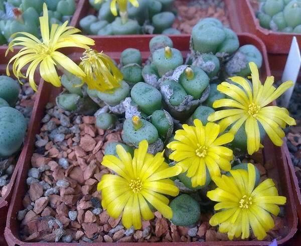 CONOPHYTUM MIX SEEDS 100 PCS 2022 harvest /approximately 20 species/