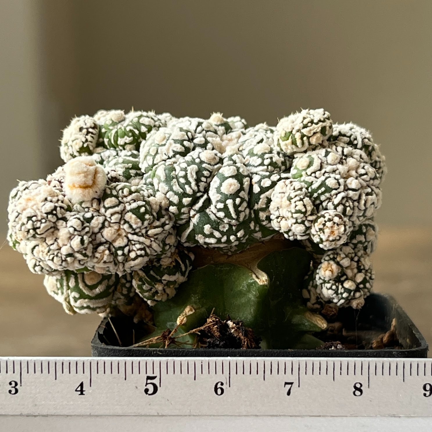 A57-249 Astrophytum Super Kabuto, white, grafted