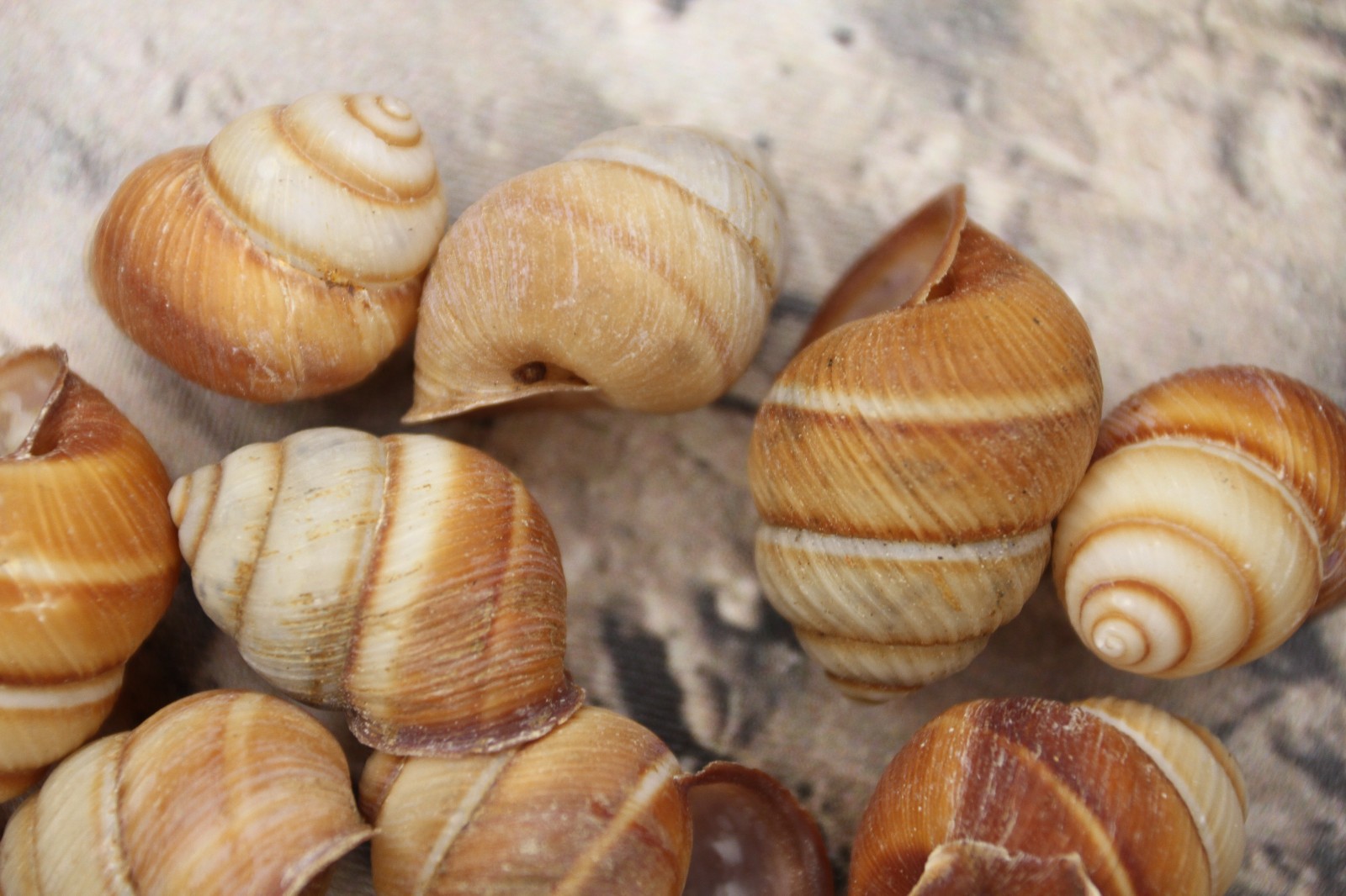 BROWN LAND SNAILS,Craft Supply,Mosaic projects, Beach Decor,Beach Art,SS-588