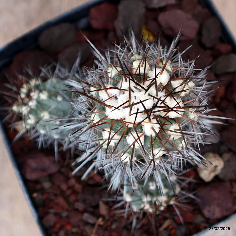 D3209 COPIAPOA COQUIMBANA TRAPIQUE pot14-H13-W11 cm MaMa Cactus