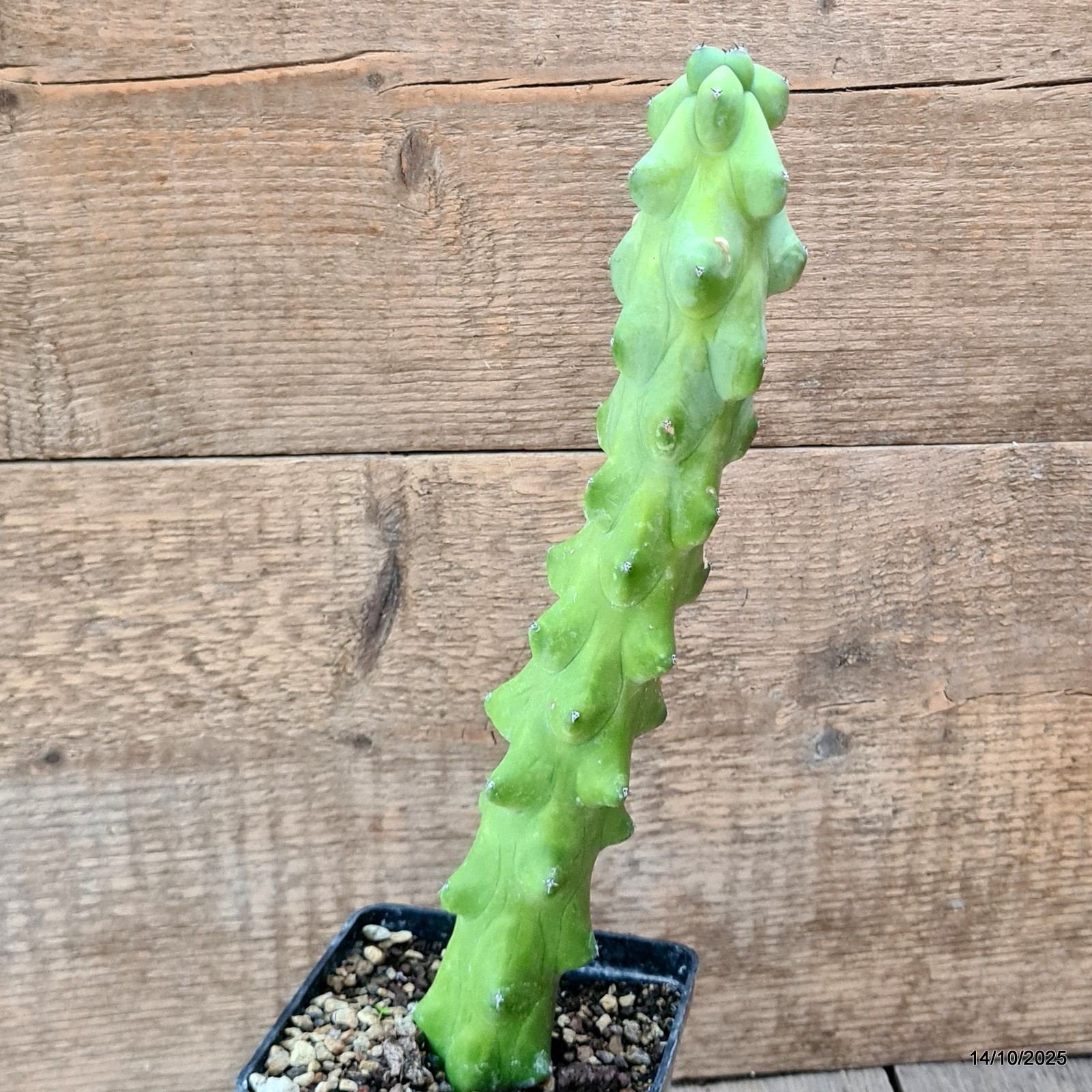 D6992 MYRTILLOCACTUS FUKUROKURIUZINBOKU pot10-H28-W5 cm MaMa Cactus