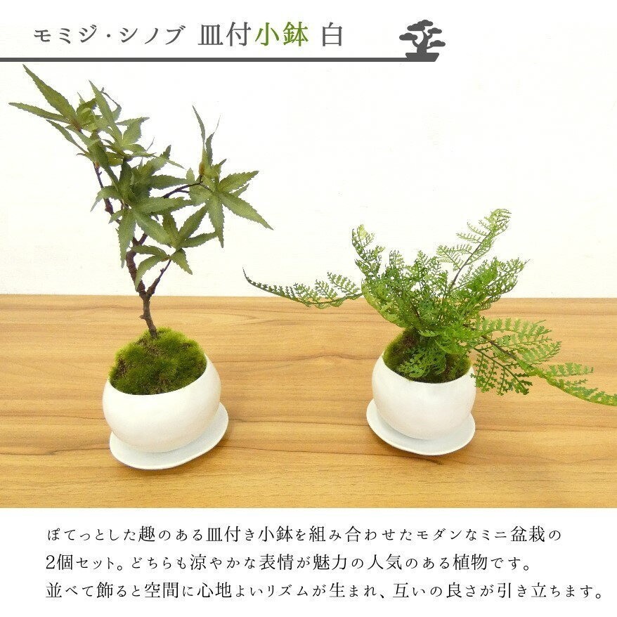 Cup Bonsai Set Momiji & Fern Faux Plant 2pcs Made in Japan Mini Zen Decor