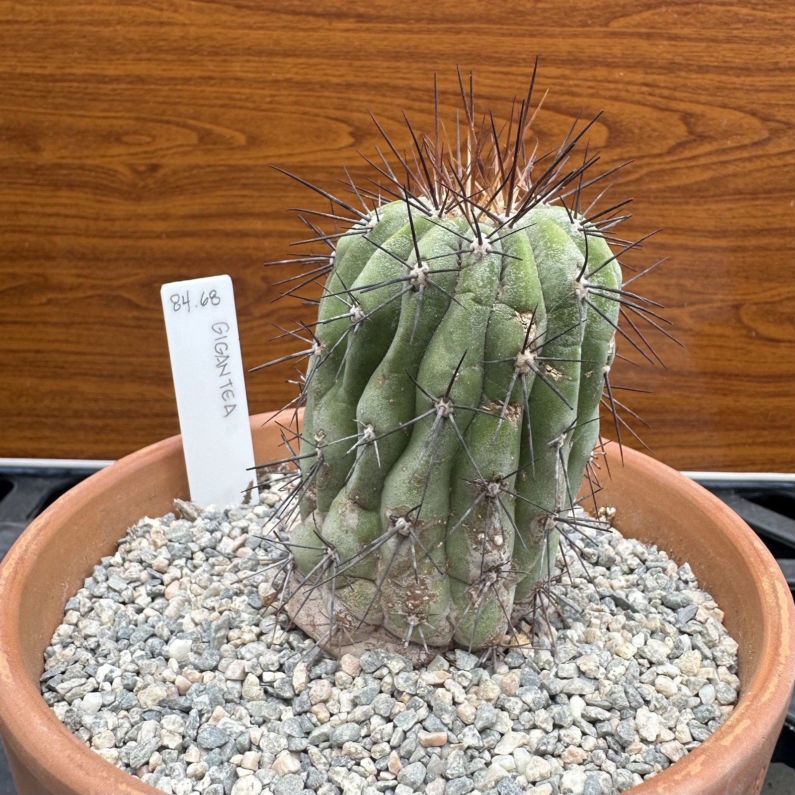 Copiapoa Haseltoniana ssp. GIGANTEA own roots US SELLER WYSIWYG