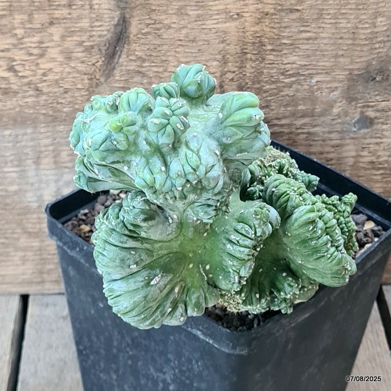 D5764 MYRTILLOCACTUS GEOMETRIZANS CRESTED pot14-H19-W19 cm MaMa Cactus