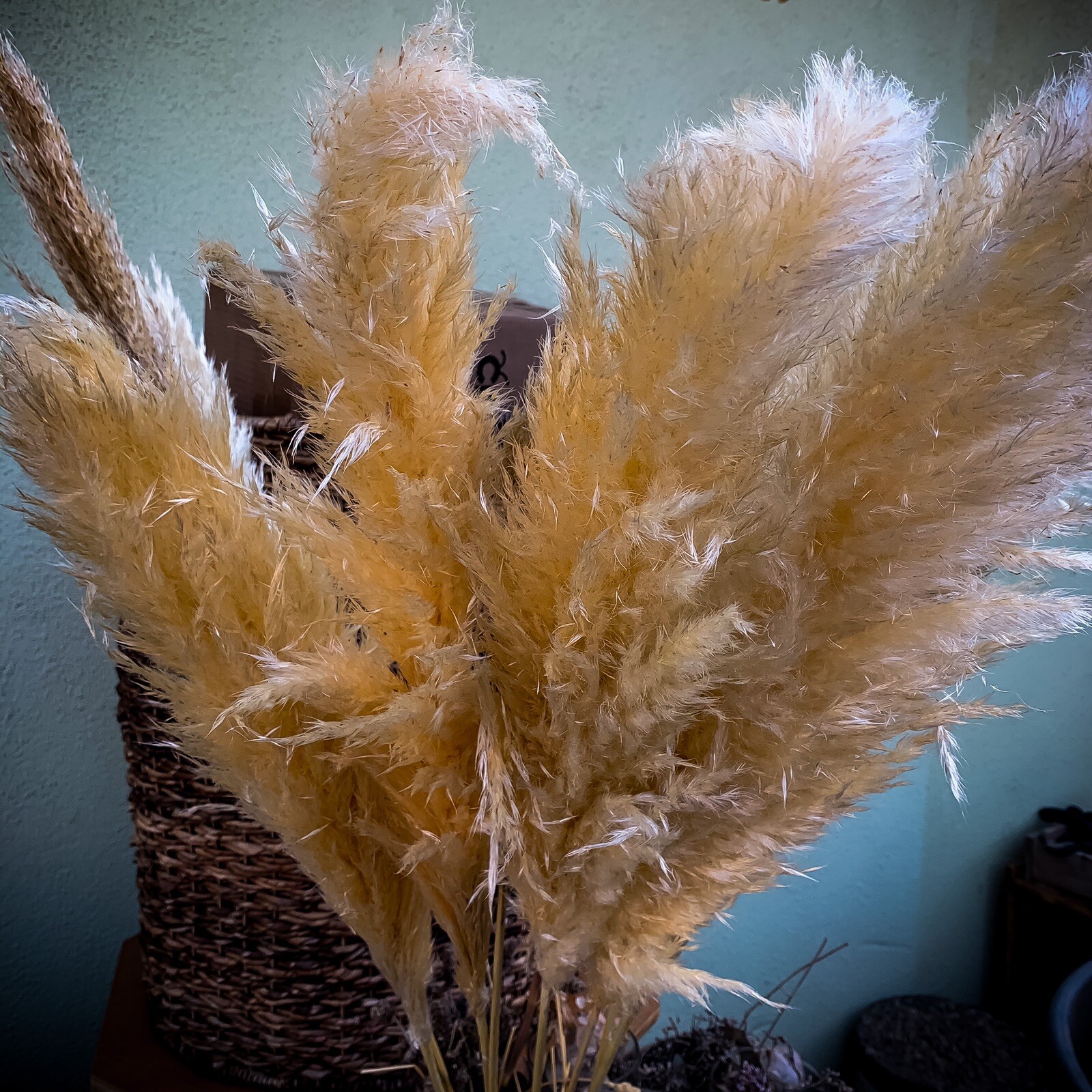 Dried flowers- Box of 10 (36”) natural white beige pampas grass