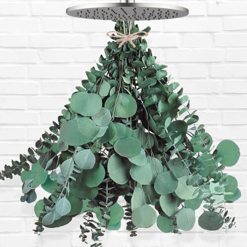 Pcs Large Dried Eucalyptus & Silver Dollar Leaves Bundle – 100% Natural Real 12
