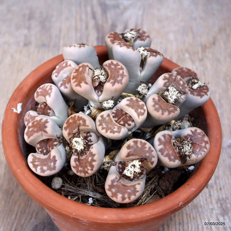 A7169 LITHOPS HALLII CLUSTER pot14-H7-W13 cm MaMa Cactus