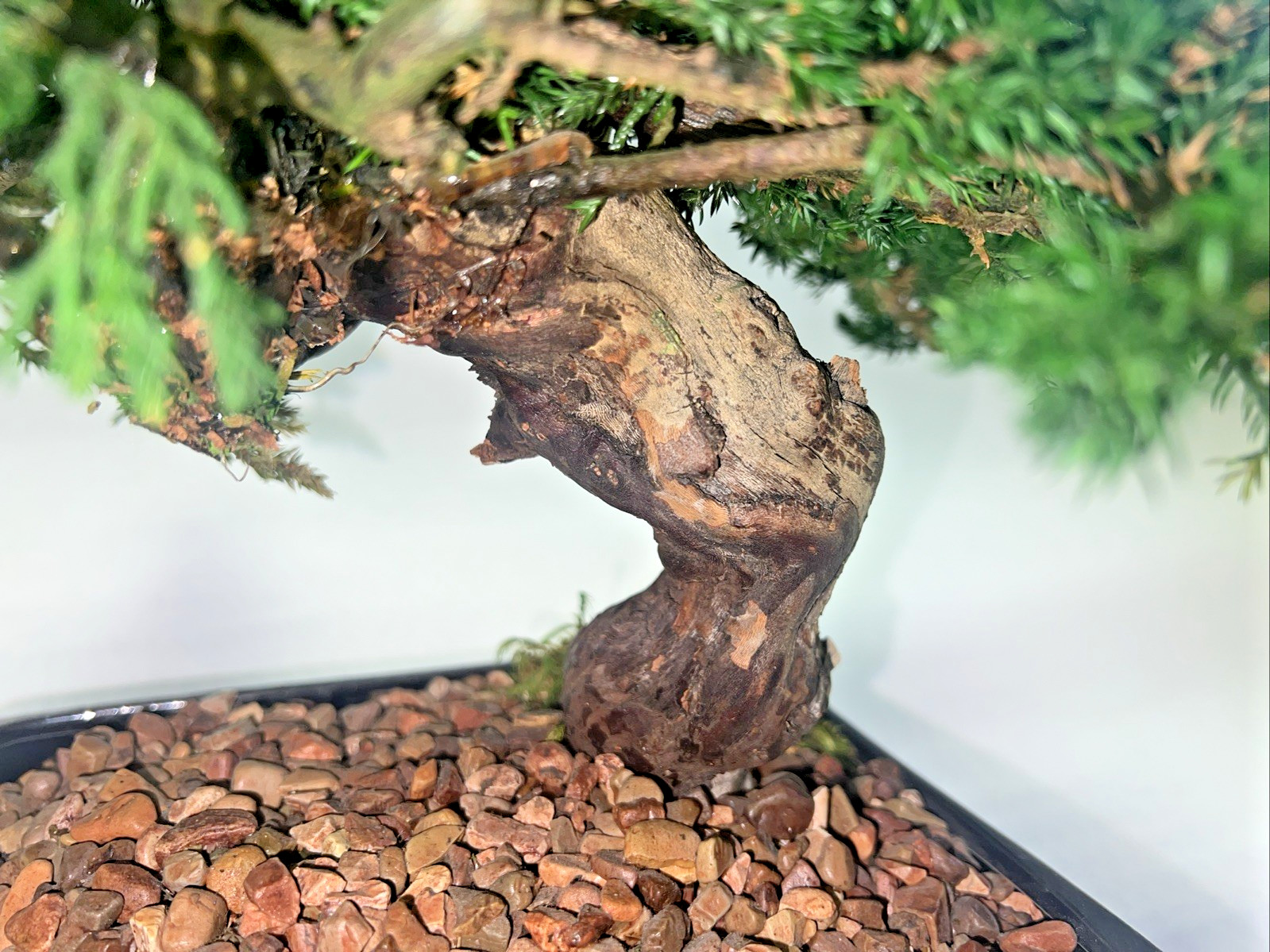 Juniper Bonsai Tree Monterey Single Trunk Preserved 11” tall x 16” wide