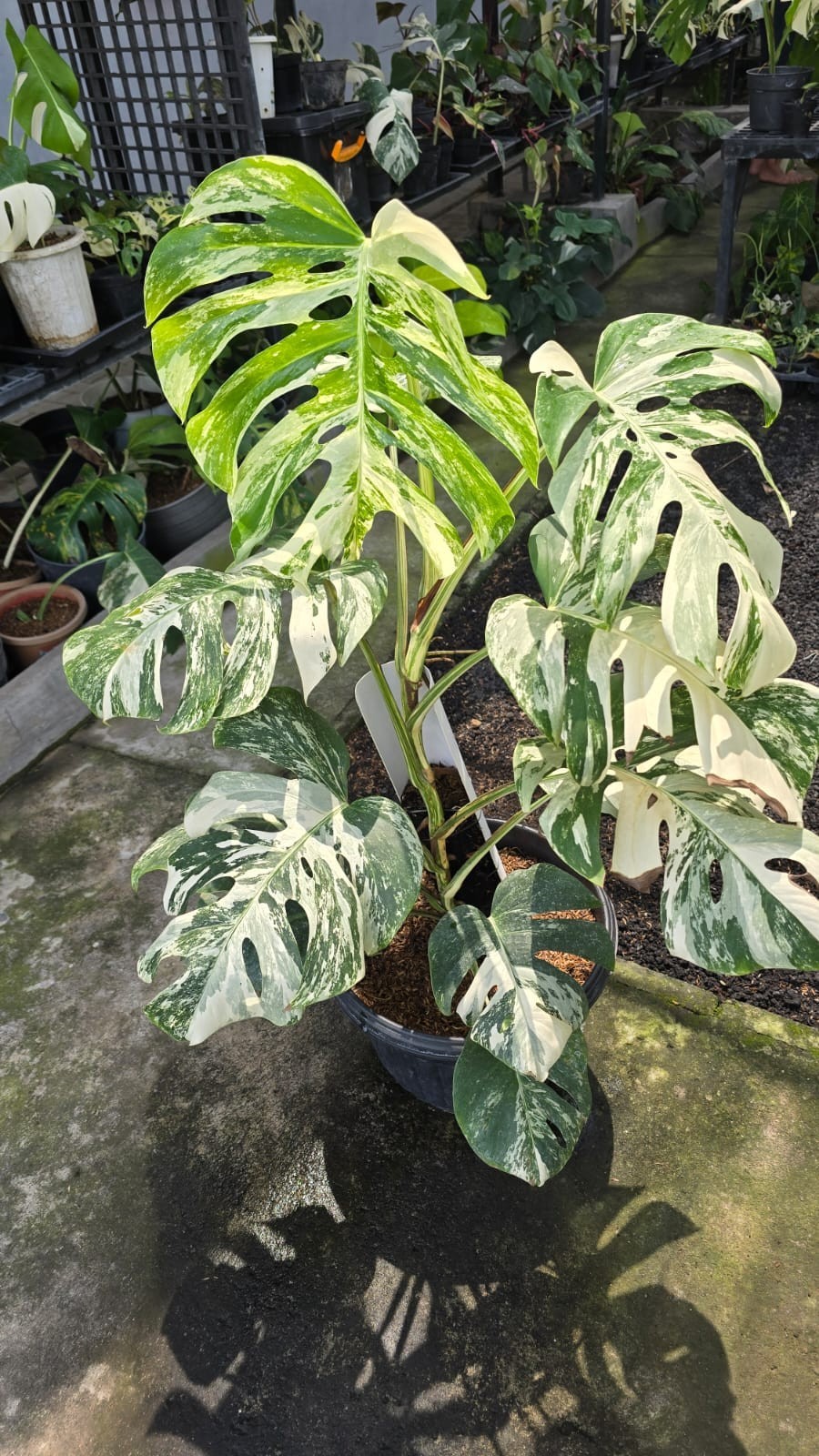 Real Picture Monstera White Tiger Variegated Lush Leaves Big Size