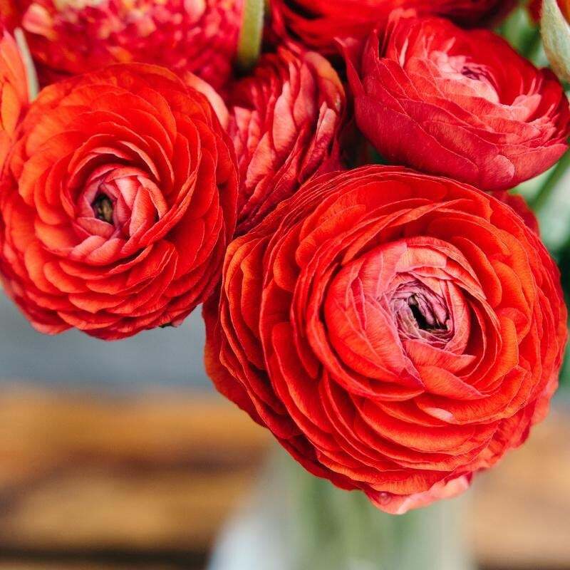 Ranunculus asiaticus ‘Tecolote Red’ Persian Buttercup Bulbs Tubers Deer and
