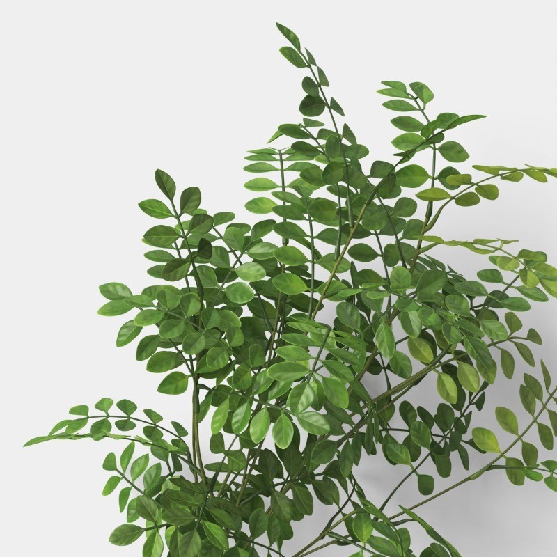 Green Leaf Stem Indoor