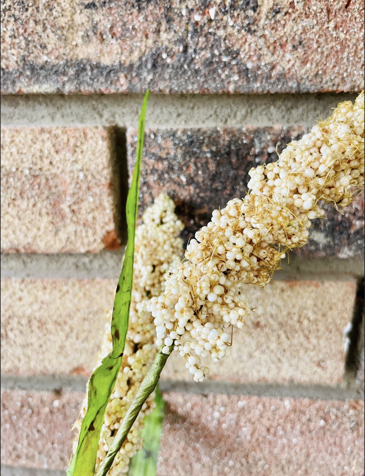 Cream Millet Stem, 30” Bundle Of 3