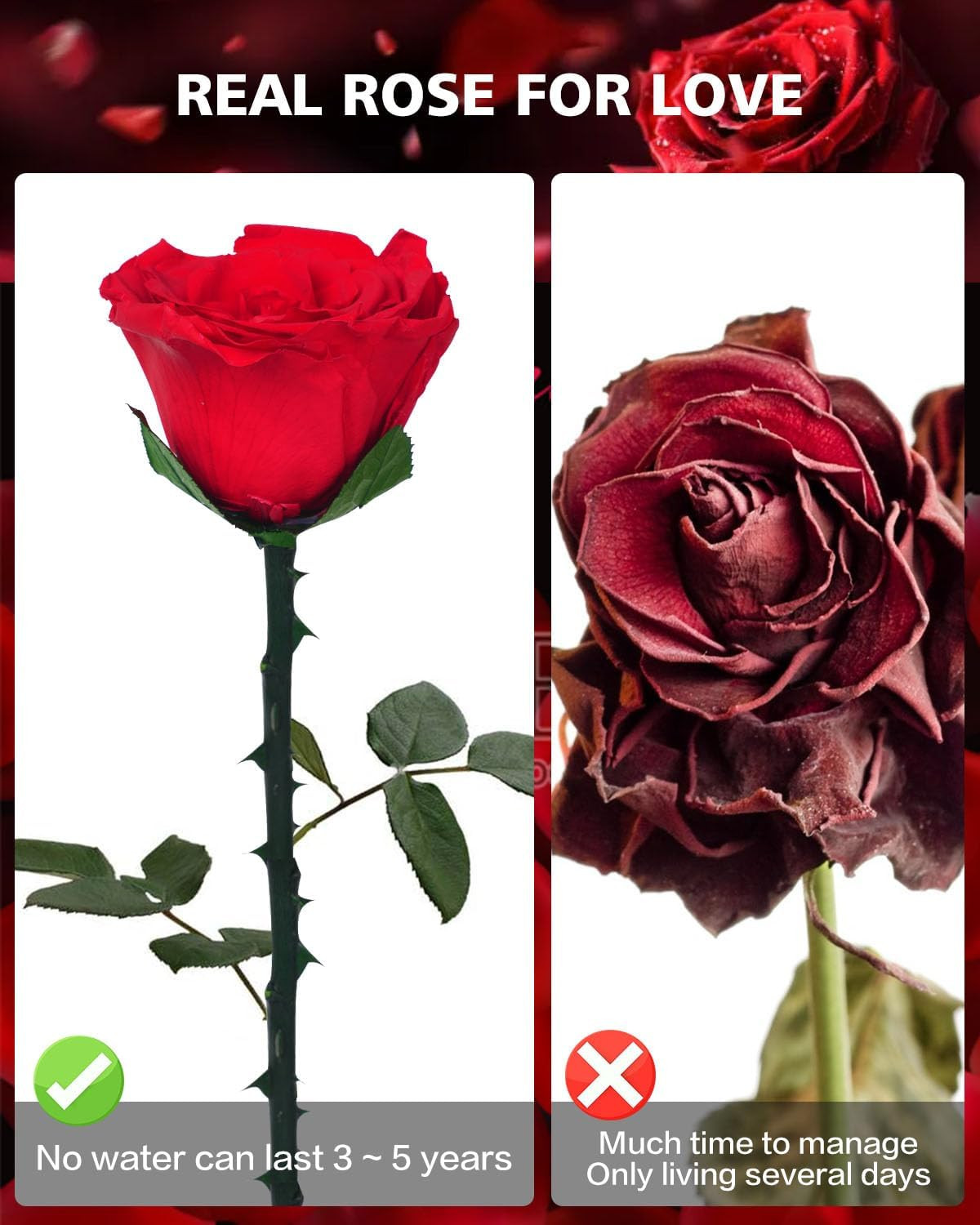 Red Preserved Forever Rose in Glass Dome – Eternal Flower Gift for Her Valentine