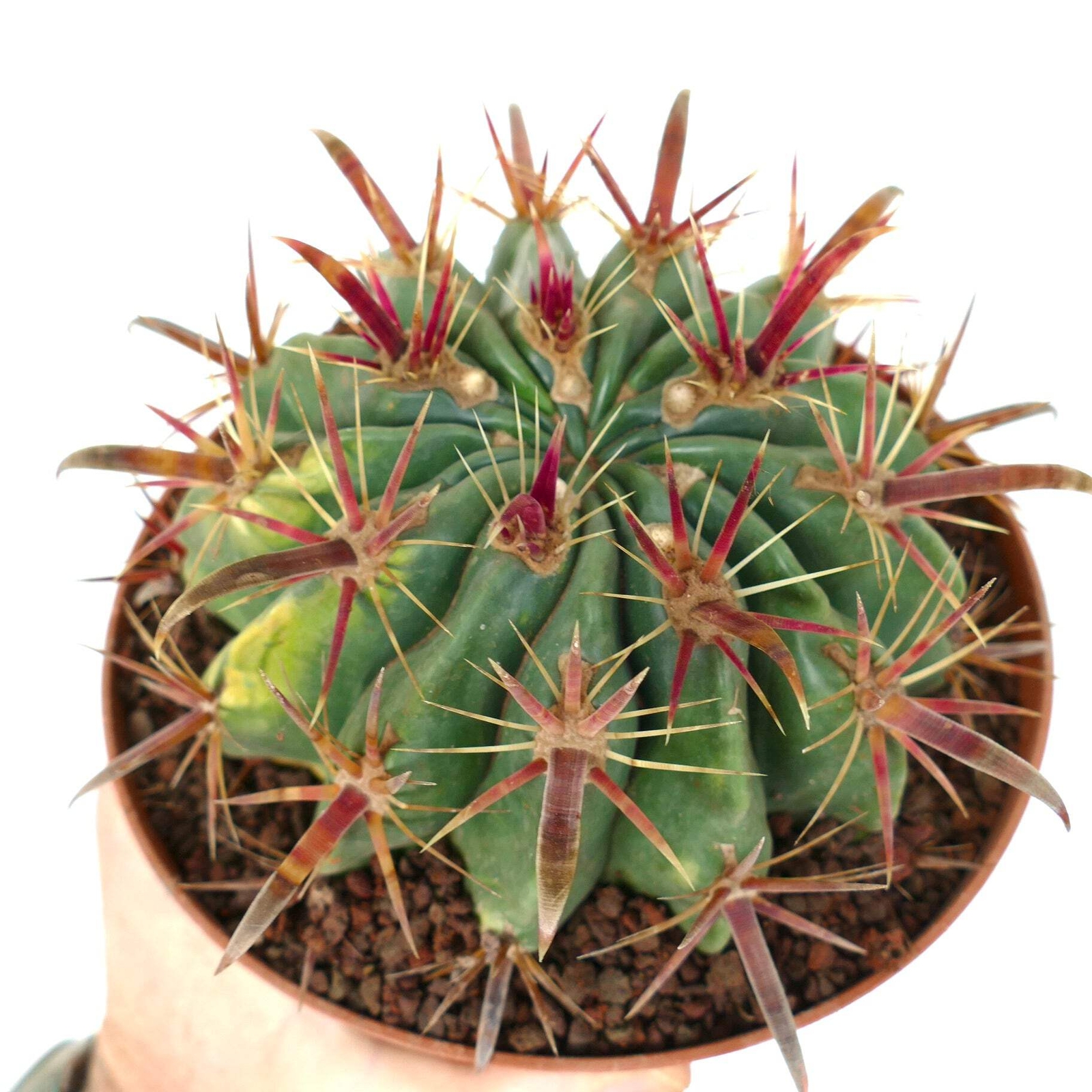 Ferocactus latispinus VARIEGATED – Devil’s Tongue Barrel Cactus | Crow’s Claw Ca