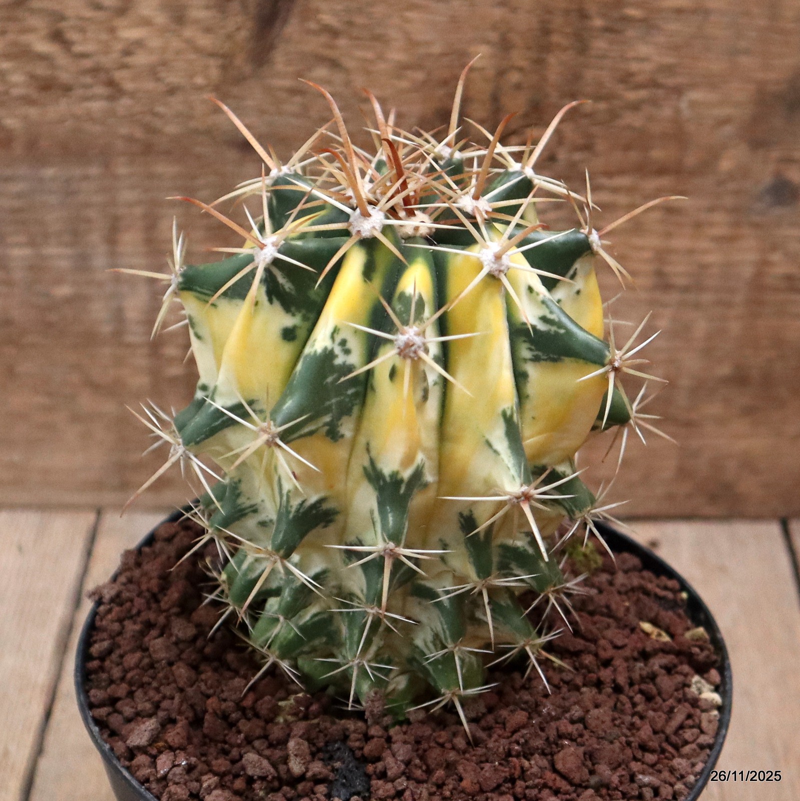 D7549 FEROCACTUS HYBRID VARIEGATED pot14-H13-W10 cm MaMa Cactus