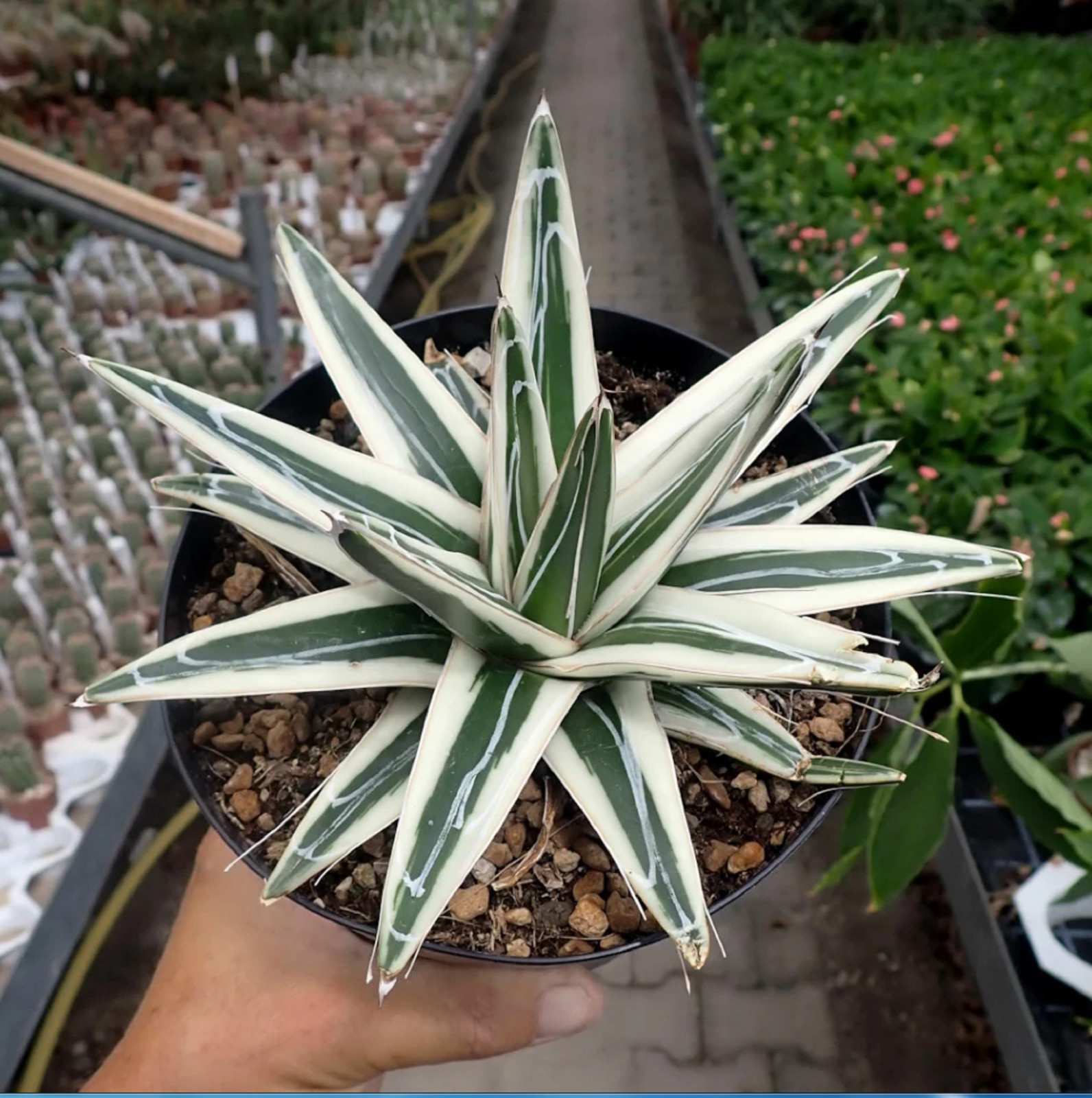 Agave White Rhino Large Size