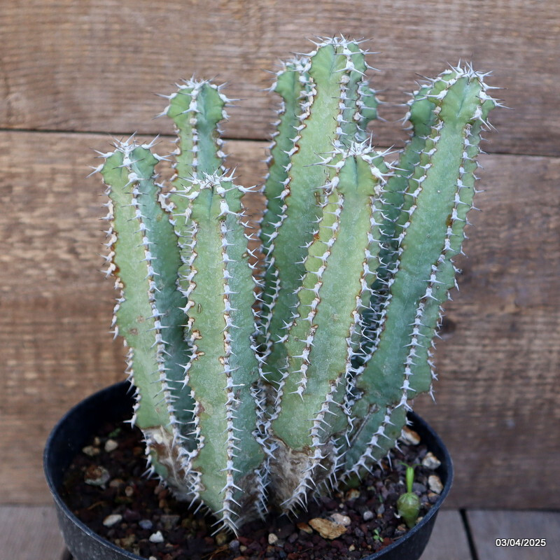 A2319 EUPHORBIA POLYACANTHA pot18-H24-W17 cm MaMa Cactus