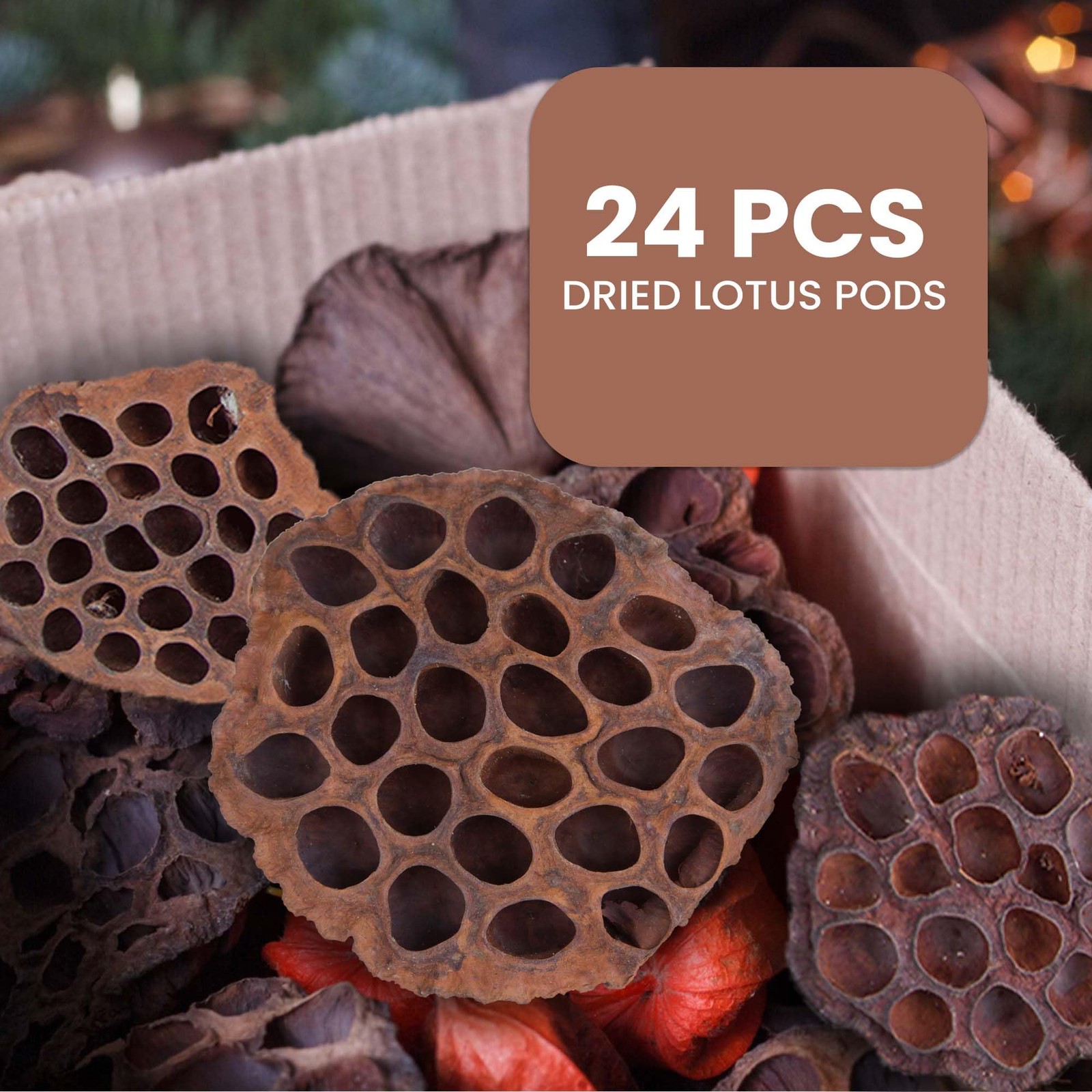 Dried Lotus Pods Pack of 25 Pods for Floral Arrangement and Home Decor,Natura…