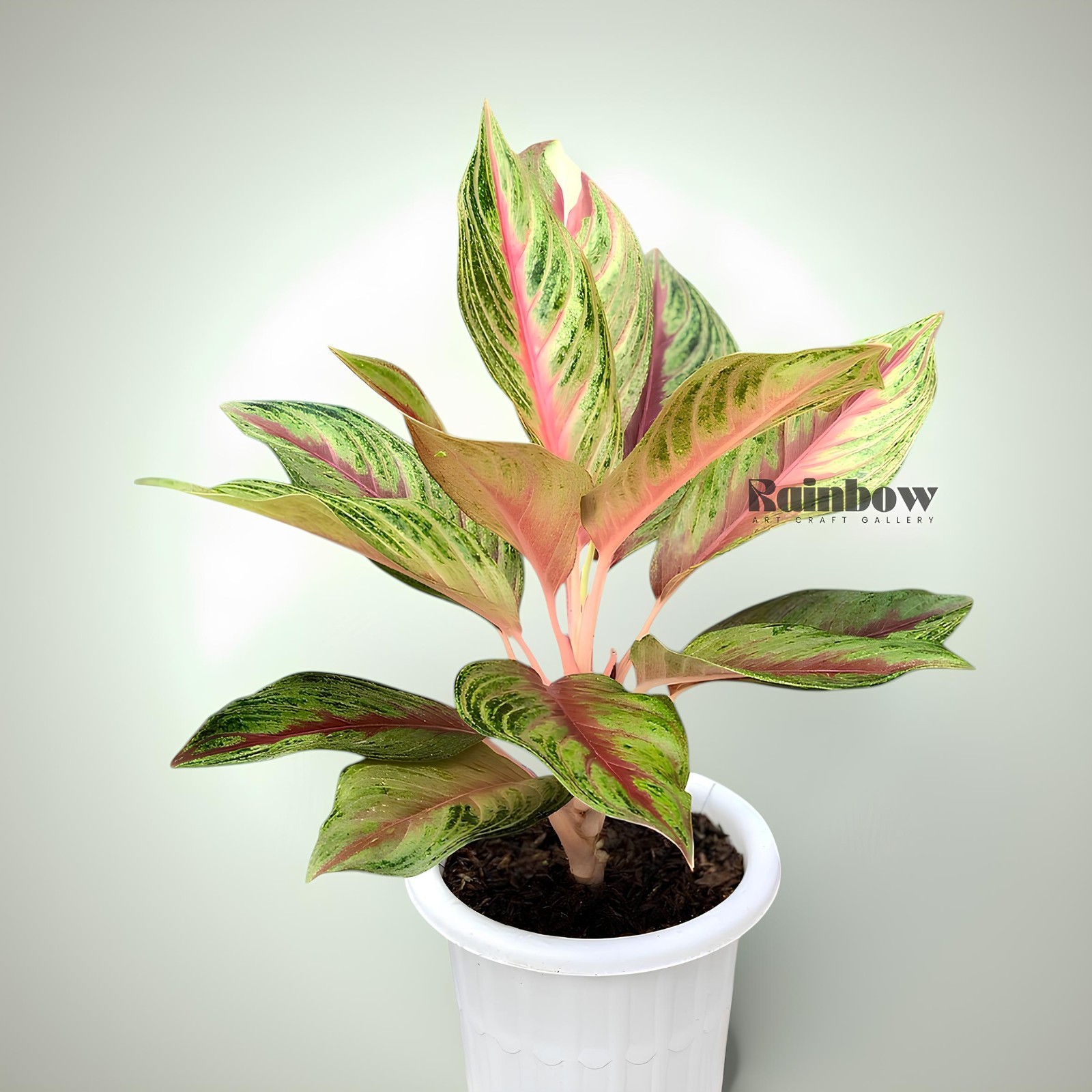 Aglaonema Golden Sweet Beatiful Ornamental Plant