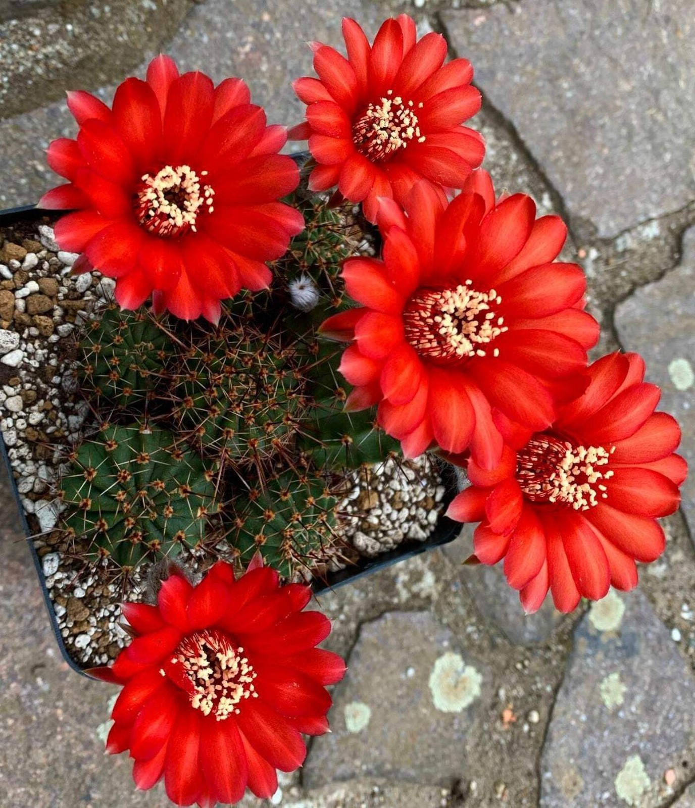 Echinopsis aurea var. dobeana R527 10 SEEDS – Golden torch cactus | Dobe’s torch