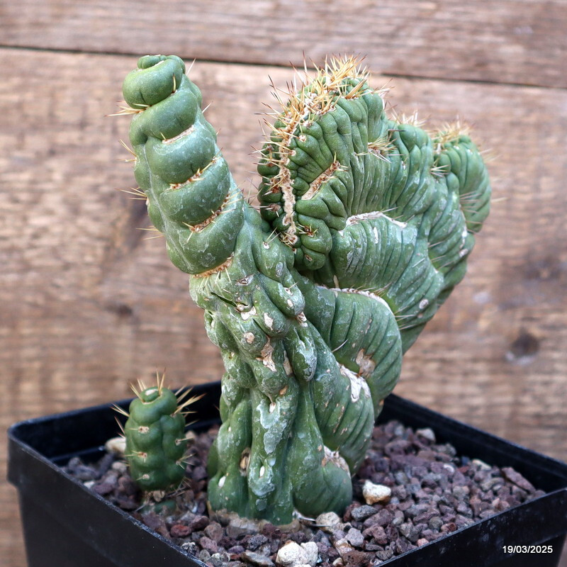 A6948 EULYCHNIA CASTANEA CRESTED pot12-H12-W15 cm MaMa Cactus