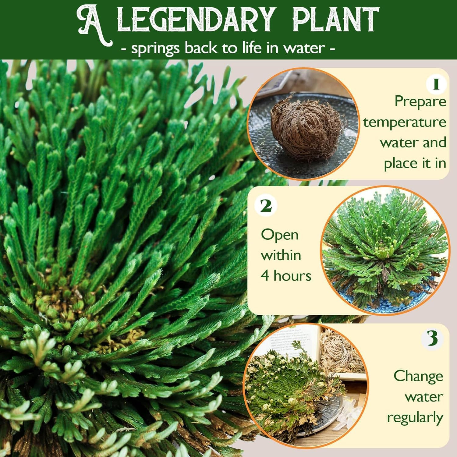 4-Pack Large Premium Dried Rose of Jericho, Selaginella Resurrection Grass, Drie