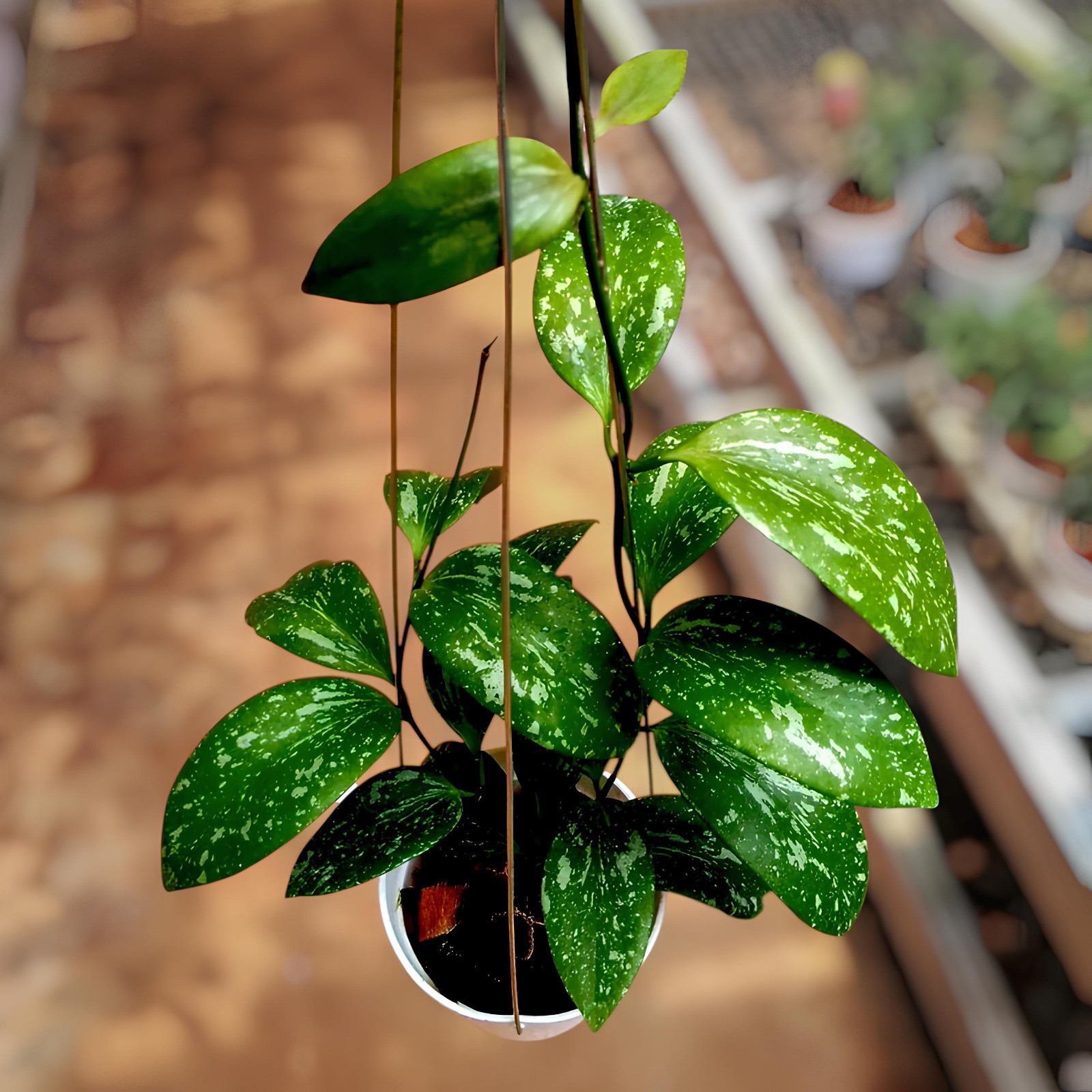Hoya YH 001 Rare Uniqe Jungle Plant Jungle Plant