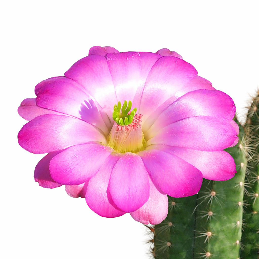 Echinocereus schereri 10 SEEDS – Rare Cactus SEEDS