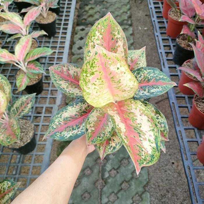 Real Picture Aglaonema Sweet Platinum Beautiful Rare Plant