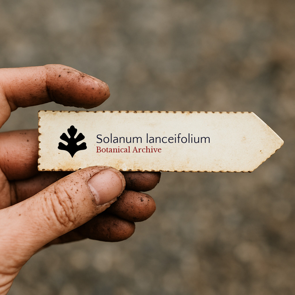 Solanum lanceifolium SEEDS – Lanceleaf nightshade | Solanum vine