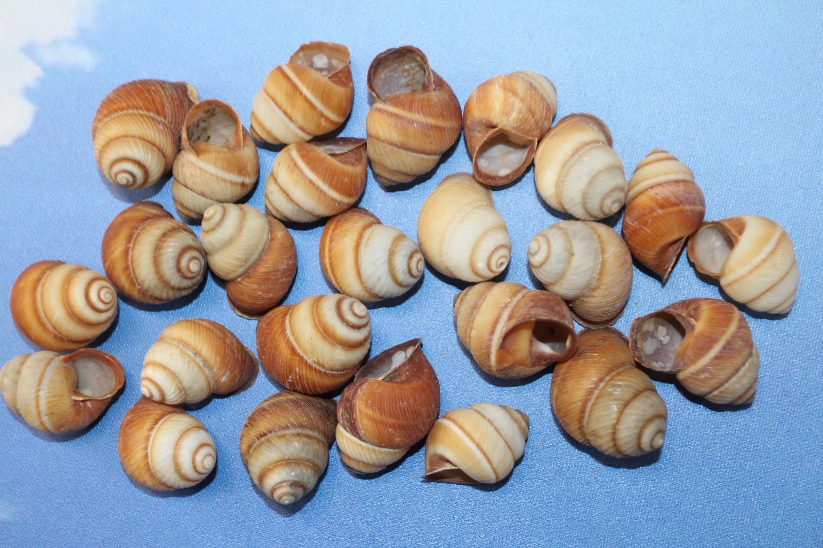 BROWN LAND SNAILS,Craft Supply,Mosaic projects, Beach Decor,Beach Art,SS-588