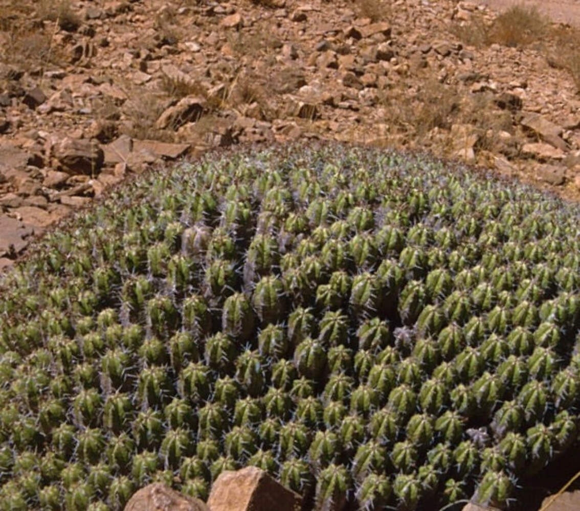 Euphorbia resinifera 10-20cm | Resin spurge | Euphorbia resinifera – Resin spurg