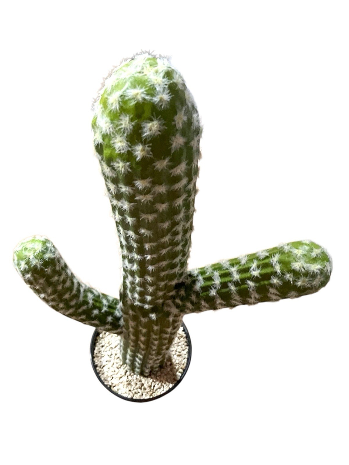 Artificial Cactus Succulent Plant 24” Home Or Office Decor With Black Planter