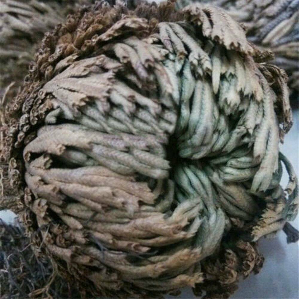 Rose of Jericho, 1-10 Packs- Resurrection Flower – Ferns – Live Plant Bulb Rose